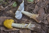 Amanita flavorubens image