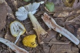 Amanita flavorubens image