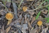 Leccinellum crocipodium image