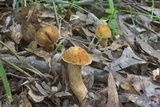 Leccinellum crocipodium image