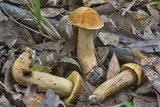 Leccinellum crocipodium image