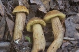 Leccinellum crocipodium image