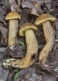 Leccinellum crocipodium image