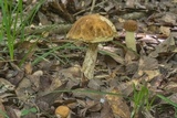 Leccinellum crocipodium image
