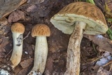 Leccinellum crocipodium image
