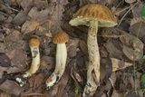 Leccinellum crocipodium image