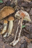 Leccinellum crocipodium image