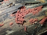 Arcyria denudata image