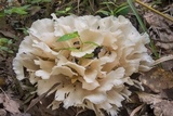 Hydnopolyporus fimbriatus image