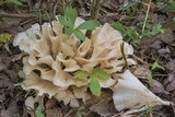 Hydnopolyporus fimbriatus image
