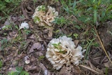 Hydnopolyporus fimbriatus image