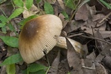 Amanita sect. Vaginatae image
