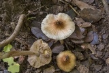 Inocybe rimosa image