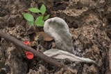 Xylaria poitei image