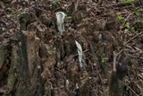 Xylaria poitei image