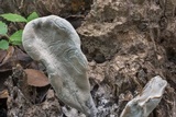 Xylaria poitei image