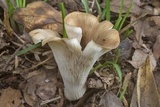 Hohenbuehelia petaloides image