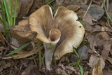 Hohenbuehelia petaloides image