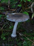 Amanita nehuta image