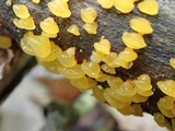 Dacrymyces capitatus image