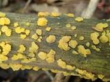 Dacrymyces capitatus image