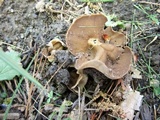 Helvella solitaria image