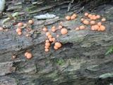 Lycogala epidendrum image