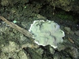 Kretzschmaria deusta image