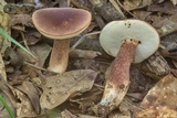 Tylopilus badiceps image