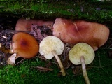 Tricholomopsis rutilans image