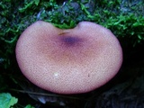 Tricholomopsis rutilans image