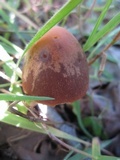 Psathyrella atrospora image