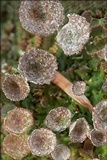 Cladonia pyxidata image