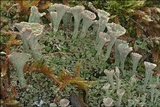 Cladonia pyxidata image