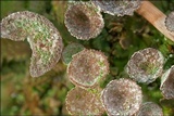 Cladonia pyxidata image