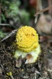 Amanita flavorubens image