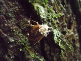 Cordyceps tuberculata image