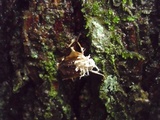 Cordyceps tuberculata image