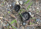 Helvella corium image
