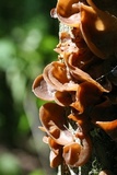 Auricularia angiospermarum image