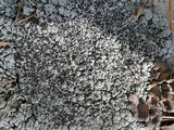 Lecanora campestris image