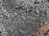 Lecanora campestris image