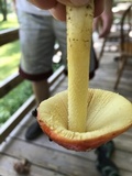 Amanita parcivolvata image