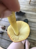 Amanita parcivolvata image