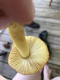 Amanita parcivolvata image