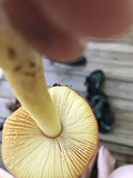 Amanita parcivolvata image