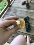Amanita parcivolvata image