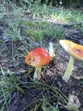 Amanita parcivolvata image