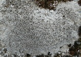 Lecanora campestris image