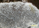 Lecanora campestris image
